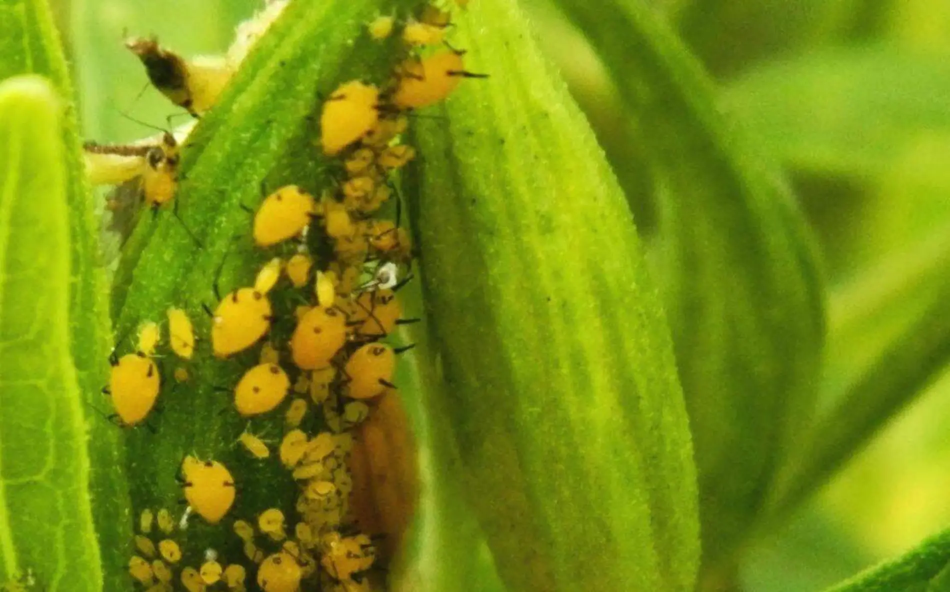 Pese a la presencia del pulgón amarillo en los cultivos, sólo se afectaron 20 hectáreas Archivo